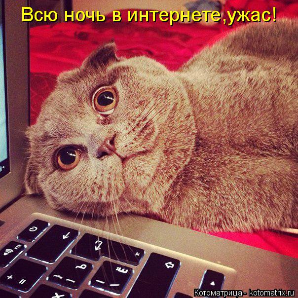Котоматрица: Всю ночь в интернете,ужас!