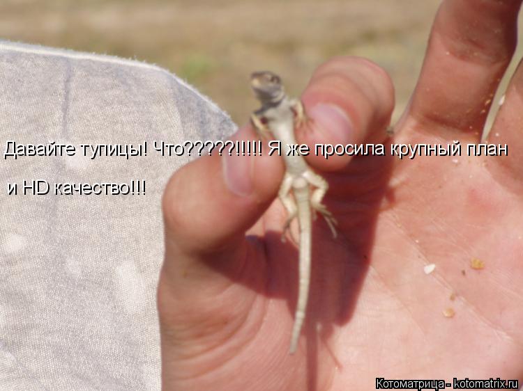 Котоматрица: Давайте тупицы! Что?????!!!!! Я же просила крупный план  и HD качество!!!
