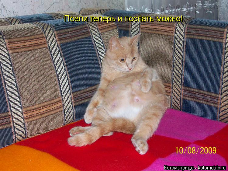 Котоматрица: Поели теперь и поспать можно!