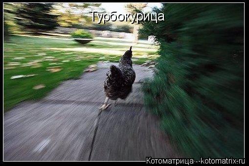 Котоматрица: Турбокурица