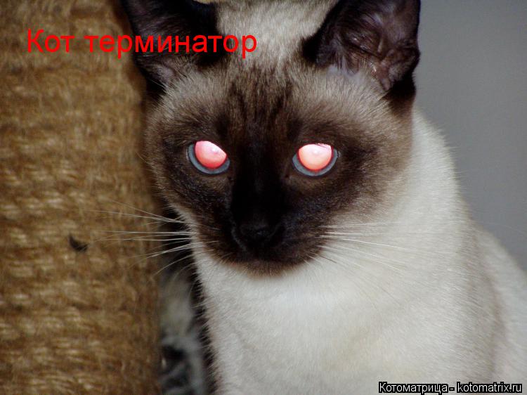 Котоматрица: Кот терминатор