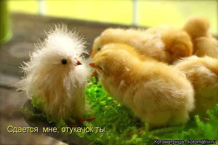 Котоматрица: Сдается  мне, стукачок ты.
