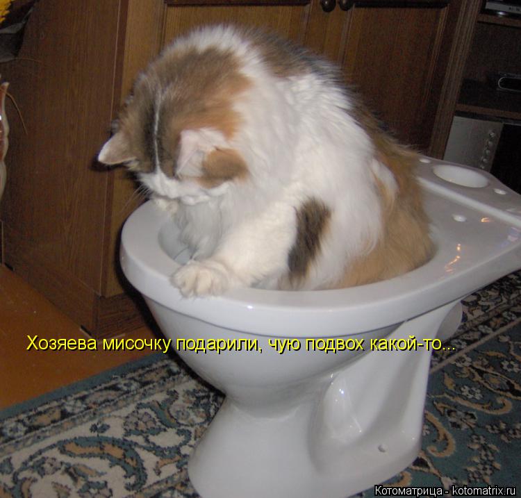 Котоматрица: Хозяева мисочку подарили, чую подвох какой-то...