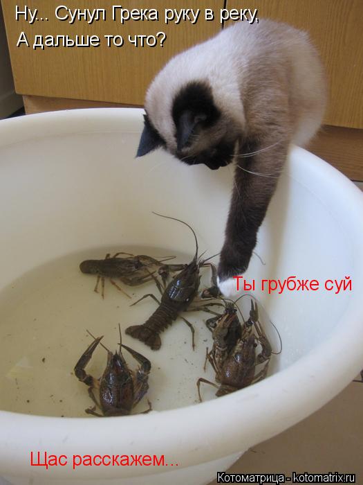 Котоматрица: Ну... Сунул Грека руку в реку, А дальше то что? Ты грубже суй Щас расскажем...