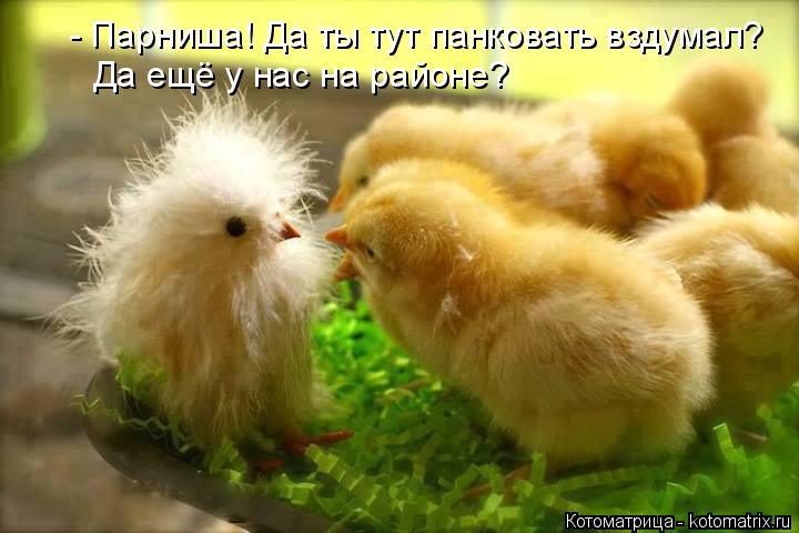 Котоматрица: - Парниша! Да ты тут панковать вздумал? Да ещё у нас на районе?