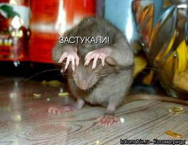 Котоматрица: ЗАСТУКАЛИ!