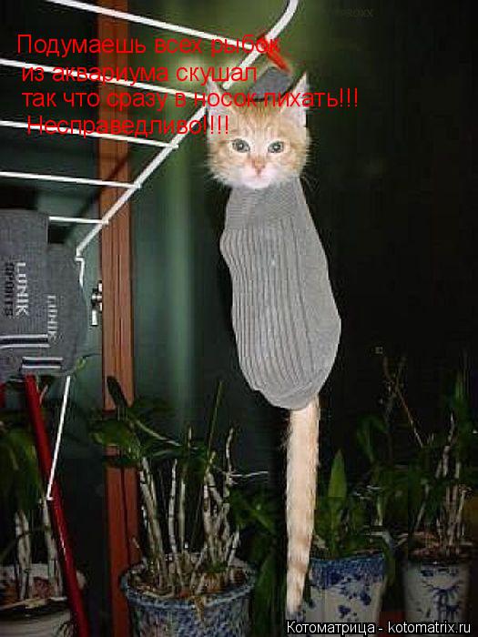 Котоматрица: из аквариума скушал так что сразу в носок пихать!!! Подумаешь всех рыбок Несправедливо!!!!