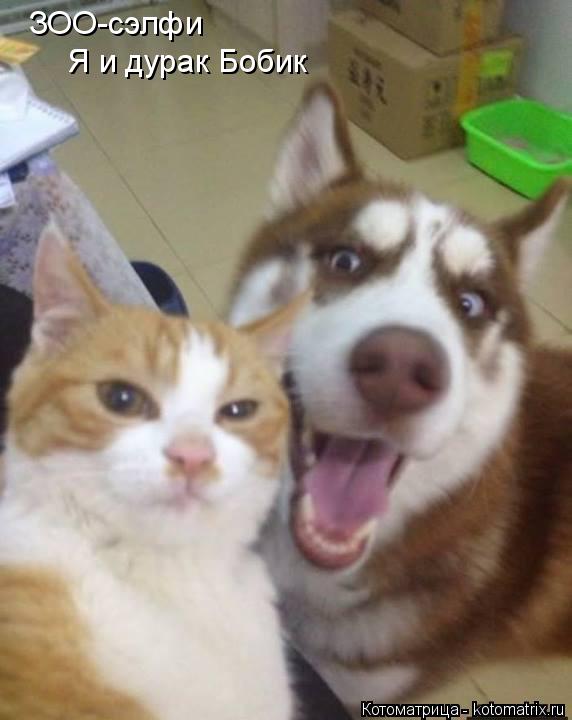 Котоматрица: ЗОО-сэлфи Я и дурак Бобик