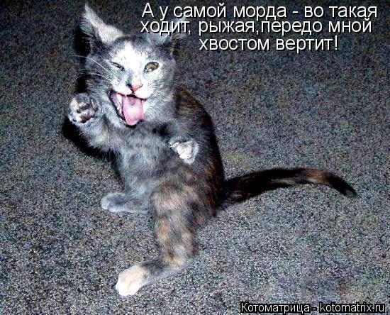 Котоматрица: А у самой морда - во такая ходит, рыжая,передо мной хвостом вертит!