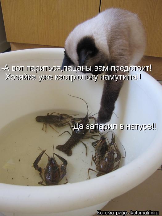 Котоматрица: -А вот париться,пацаны,вам предстоит! Хозяйка уже кастрюльку намутила!! -Да запарил в натуре!!