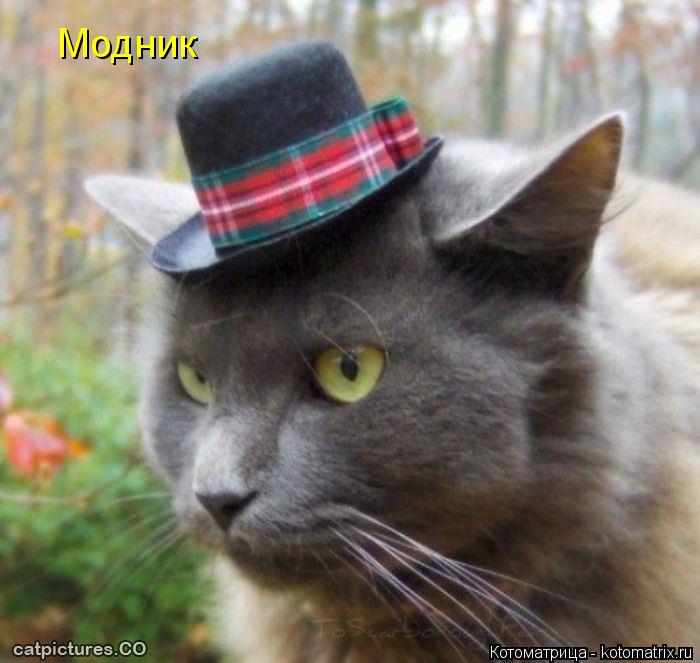 Котоматрица: Модник