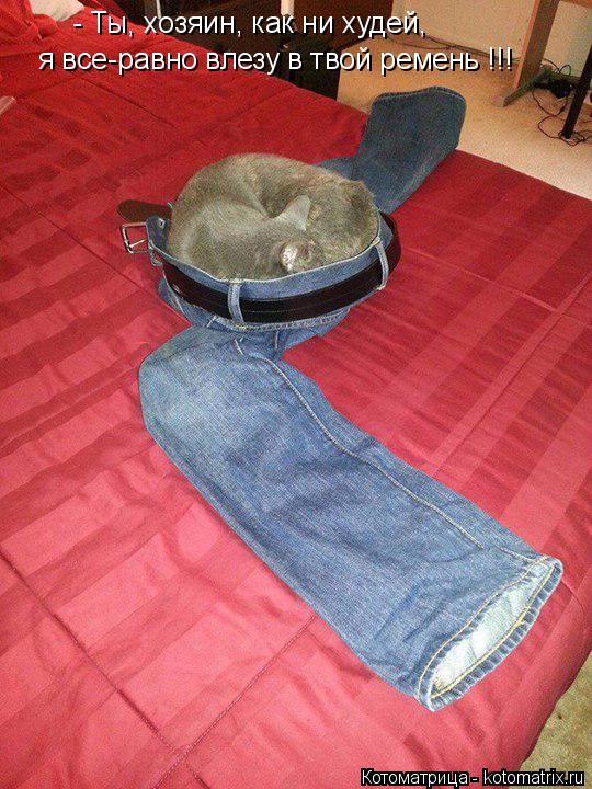 Котоматрица: - Ты, хозяин, как ни худей, я все-равно влезу в твой ремень !!!