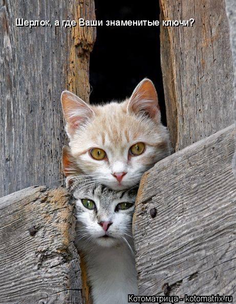 Котоматрица: Шерлок, а где Ваши знаменитые ключи?