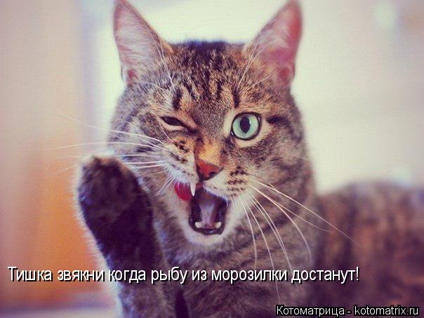 Котоматрица: Тишка звякни когда рыбу из морозилки достанут!