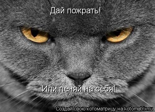 Дай пожрать! Или пеняй на себя!... Котоматрица: Дай пожрать! Или пеняй на себя!