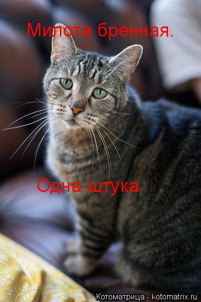Милота бренная. Одна штука.... Котоматрица: Милота бренная. Одна штука.