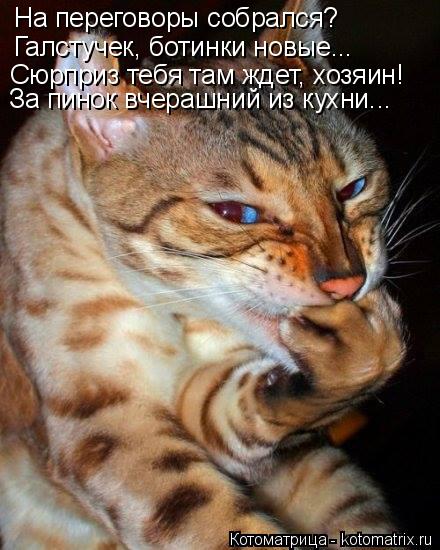 На переговоры собрался? Галстучек, ботинки новые... Сюрприз тебя там ждет, хозяин! За пинок вчерашний... Котоматрица: На переговоры собрался? Галстучек, ботинки новые... Сюрприз тебя там ждет, хозяин! За пинок вчерашний из кухни...