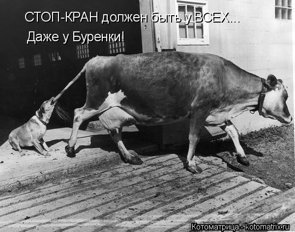 СТОП-КРАН должен быть у ВСЕХ... Даже у Буренки!... Котоматрица: СТОП-КРАН должен быть у ВСЕХ... Даже у Буренки!
