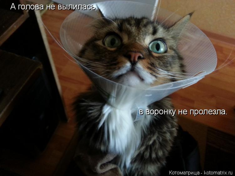 А голова не вылилась, в воронку не пролезла.... Котоматрица: А голова не вылилась, в воронку не пролезла.
