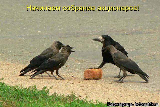 Котоматрица: Начинаем собрание акционеров!