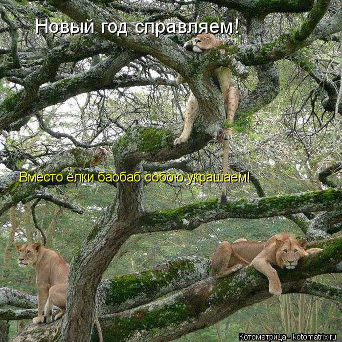 Котоматрица: Новый год справляем! Вместо ёлки баобаб собою украшаем!