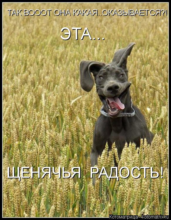 Котоматрица: ТАК ВОООТ ОНА КАКАЯ..ОКАЗЫВАЕТСЯ?! ЭТА... ЩЕНЯЧЬЯ  РАДОСТЬ!