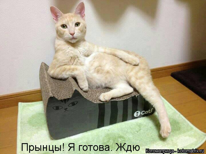 Прынцы! Я готова. Ждю... Котоматрица: Прынцы! Я готова. Ждю