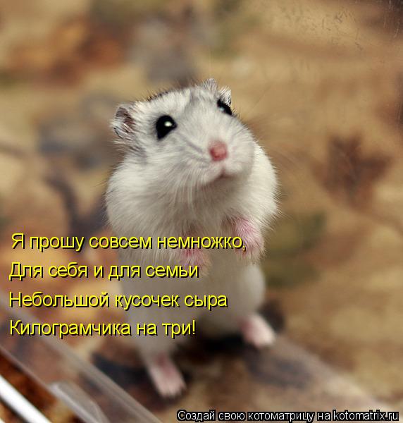 Для себя и для семьи Я прошу совсем немножко, Небольшой кусочек сыра Килограмчика на три!... Котоматрица: Для себя и для семьи Я прошу совсем немножко, Небольшой кусочек сыра Килограмчика на три!