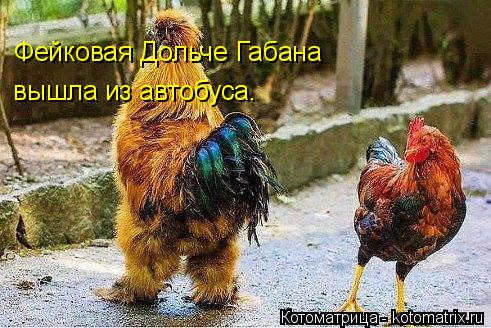 Фейковая Дольче Габана вышла из автобуса.... Котоматрица: Фейковая Дольче Габана вышла из автобуса.