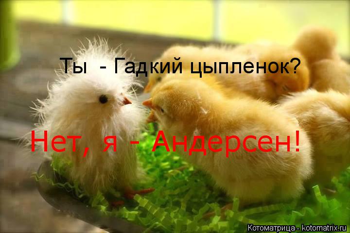 Ты - Гадкий цыпленок? Нет, я - Андерсен!... Котоматрица: Ты - Гадкий цыпленок? Нет, я - Андерсен!