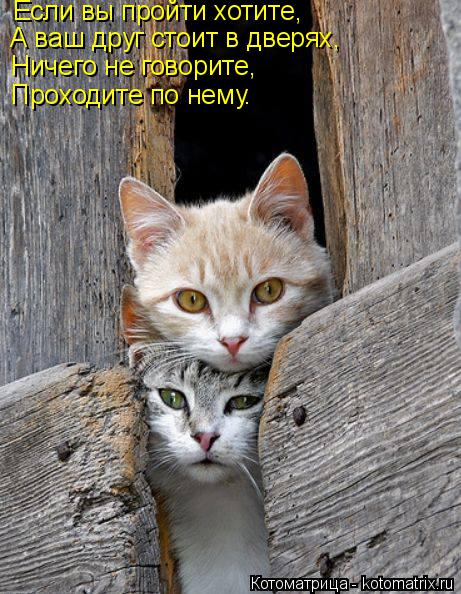 Если вы пройти хотите, А ваш друг стоит в дверях, Ничего не говорите, Проходите по нему.... Котоматрица: Если вы пройти хотите, А ваш друг стоит в дверях, Ничего не говорите, Проходите по нему.