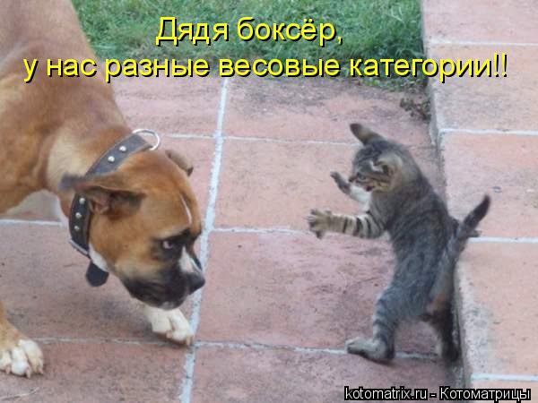 Котоматрица: Дядя боксёр,  у нас разные весовые категории!!