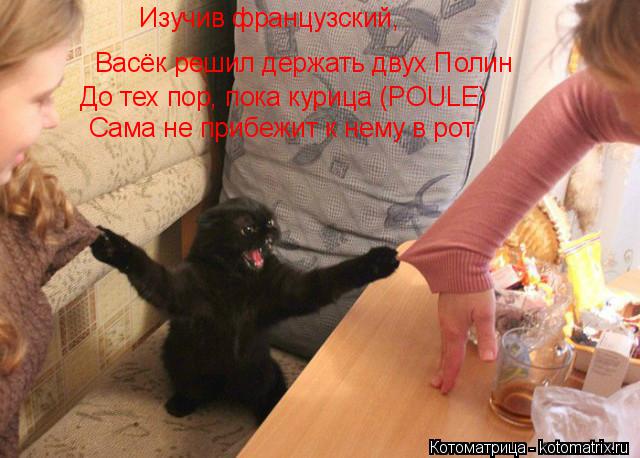 Изучив французский, Васёк решил держать двух Полин До тех пор, пока курица (POULE) Сама не прибежит к... Котоматрица: Изучив французский, Васёк решил держать двух Полин До тех пор, пока курица (POULE) Сама не прибежит к нему в рот