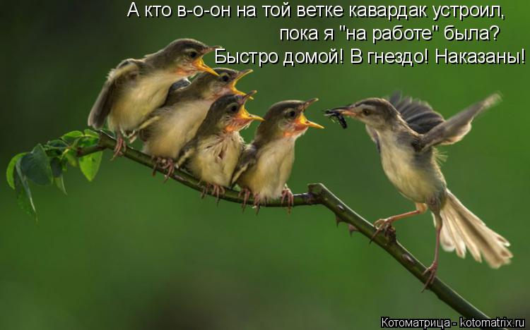 Котоматрица: А кто в-о-он на той ветке кавардак устроил,  пока я "на работе" была? Быстро домой! В гнездо! Наказаны!