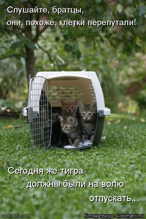 Слушайте, братцы, они, похоже, клетки перепутали! Сегодня же тигра должны были на волю отпускать...... Котоматрица: Слушайте, братцы, они, похоже, клетки перепутали! Сегодня же тигра должны были на волю отпускать...