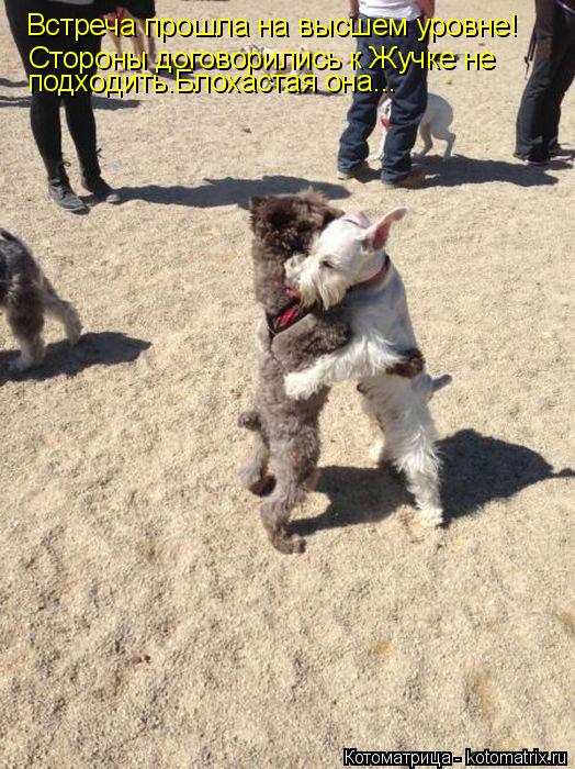 Встреча прошла на высшем уровне! Стороны договорились к Жучке не подходить.Блохастая она...... Котоматрица: Встреча прошла на высшем уровне! Стороны договорились к Жучке не подходить.Блохастая она...