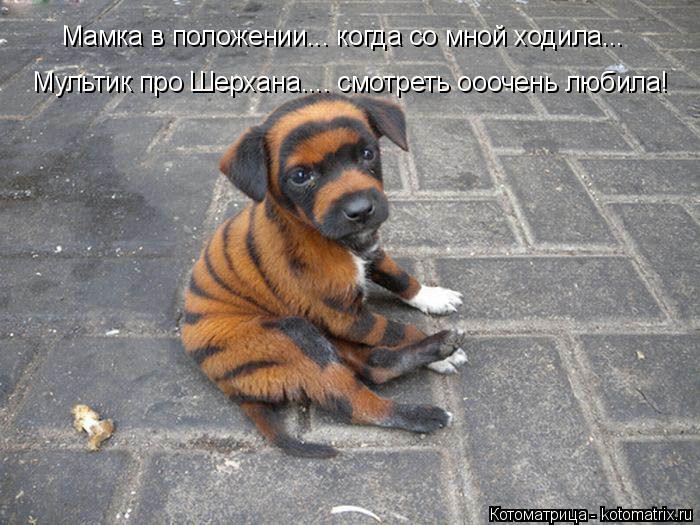 Мамка в положении... когда со мной ходила... Мультик про Шерхана.... смотреть ооочень любила!... Котоматрица: Мамка в положении... когда со мной ходила... Мультик про Шерхана.... смотреть ооочень любила!