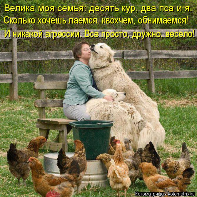 Велика моя семья: десять кур, два пса и я. Сколько хочешь лаемся, квохчем, обнимаемся! И никакой агре... Котоматрица: Велика моя семья: десять кур, два пса и я. Сколько хочешь лаемся, квохчем, обнимаемся! И никакой агрессии. Все просто, дружно, весело!