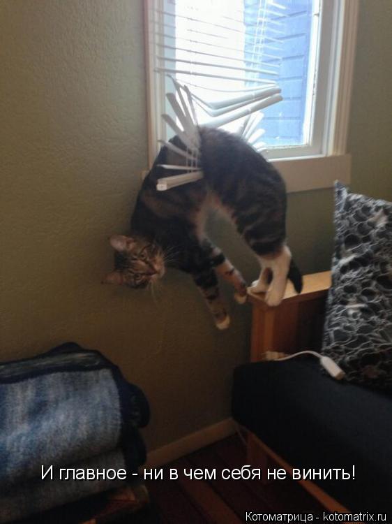 Котоматрица: И главное - ни в чем себя не винить!