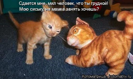 Сдается мне, мил человек, что ты грудной! Мою сиську, на мамке занять хочешь?... Котоматрица: Сдается мне, мил человек, что ты грудной! Мою сиську, на мамке занять хочешь?