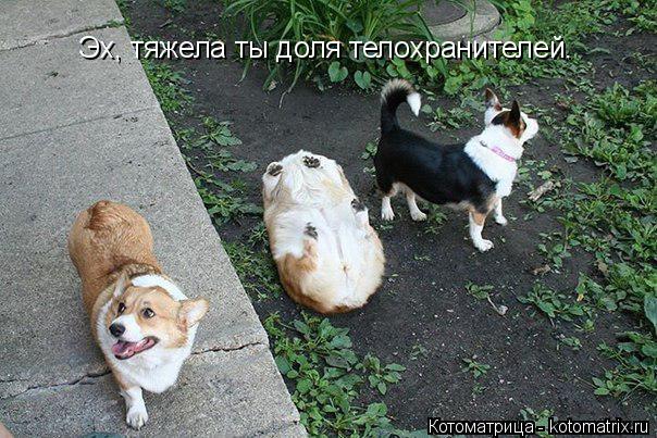 Эх, тяжела ты доля телохранителей.... Котоматрица: Эх, тяжела ты доля телохранителей.