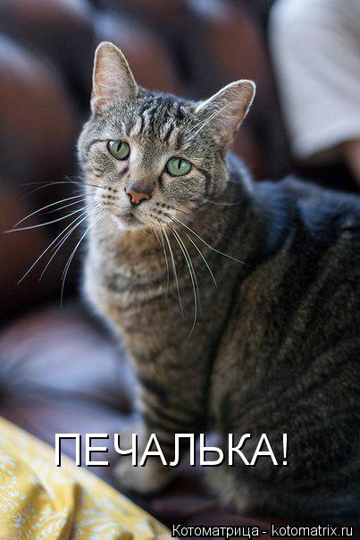 Котоматрица: ПЕЧАЛЬКА!
