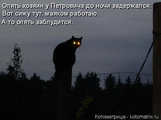 Опять хозяин у Петровича до ночи задержался. Вот сижу тут, маяком работаю. А то опять заблудится.... Котоматрица: Опять хозяин у Петровича до ночи задержался. Вот сижу тут, маяком работаю. А то опять заблудится.