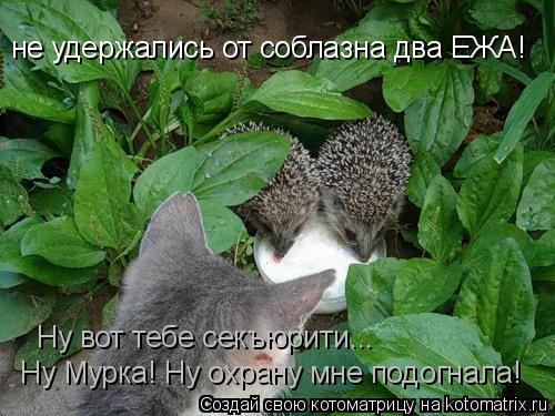 не удержались от соблазна два ЕЖА! Ну вот тебе секъюрити... Ну Мурка! Ну охрану мне подогнала!... Котоматрица: не удержались от соблазна два ЕЖА! Ну вот тебе секъюрити... Ну Мурка! Ну охрану мне подогнала!