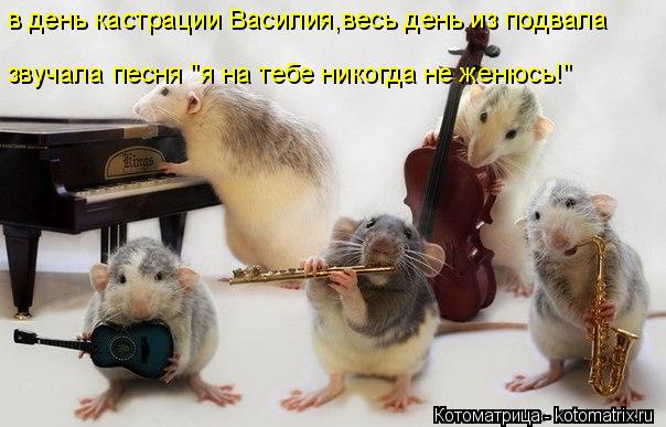 в день кастрации Василия,весь день из подвала звучала песня "я на тебе никогда не женюсь!"... Котоматрица: в день кастрации Василия,весь день из подвала звучала песня "я на тебе никогда не женюсь!"