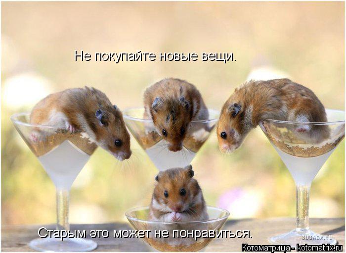 Не покупайте новые вещи. Старым это может не понравиться.... Котоматрица: Не покупайте новые вещи. Старым это может не понравиться.