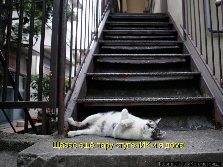 Котоматрица: Щааас ещё пару ступенИК и я дома...