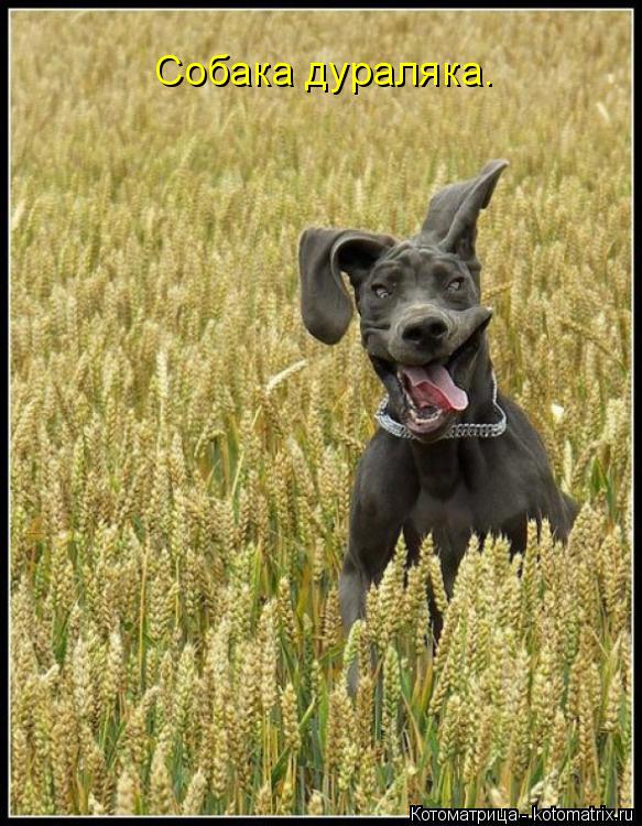 Котоматрица: Собака дураляка.