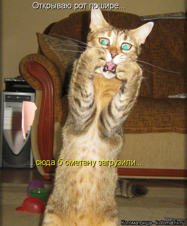 Открываю рот пошире... ...сюда б сметану загрузили...... Котоматрица: Открываю рот пошире... ...сюда б сметану загрузили...