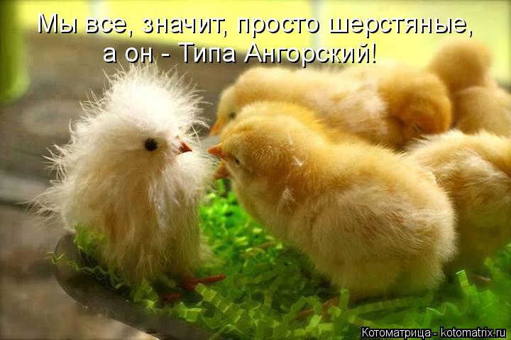 Мы все, значит, просто шерстяные, а он - Типа Ангорский!... Котоматрица: Мы все, значит, просто шерстяные, а он - Типа Ангорский!